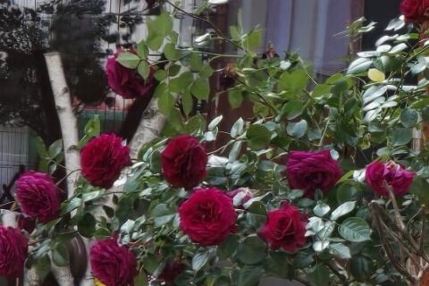 muttertag rosen