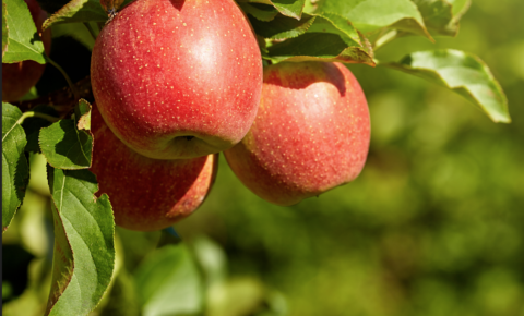 Obst u Gartenbauverein Voitsberg