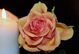 rosenblüte