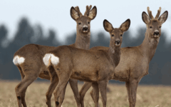 header web Jägerschaft Grafik