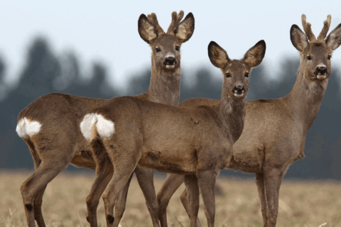 header web Jägerschaft Grafik