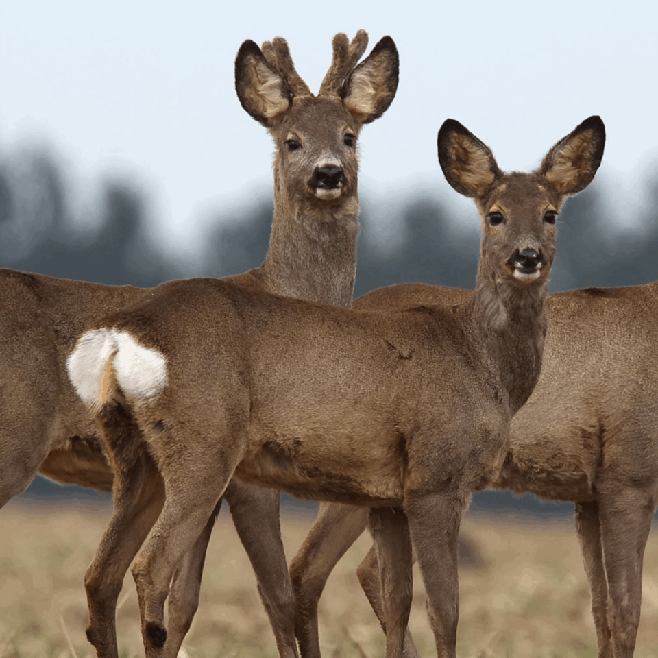 header web Jägerschaft Grafik