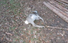 24.12.2024 Geiß Verkehr