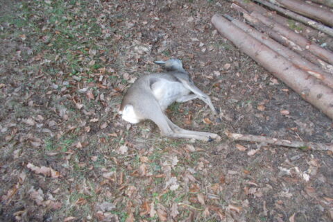 24.12.2024 Geiß Verkehr