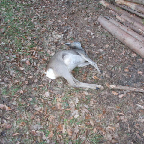 24.12.2024 Geiß Verkehr