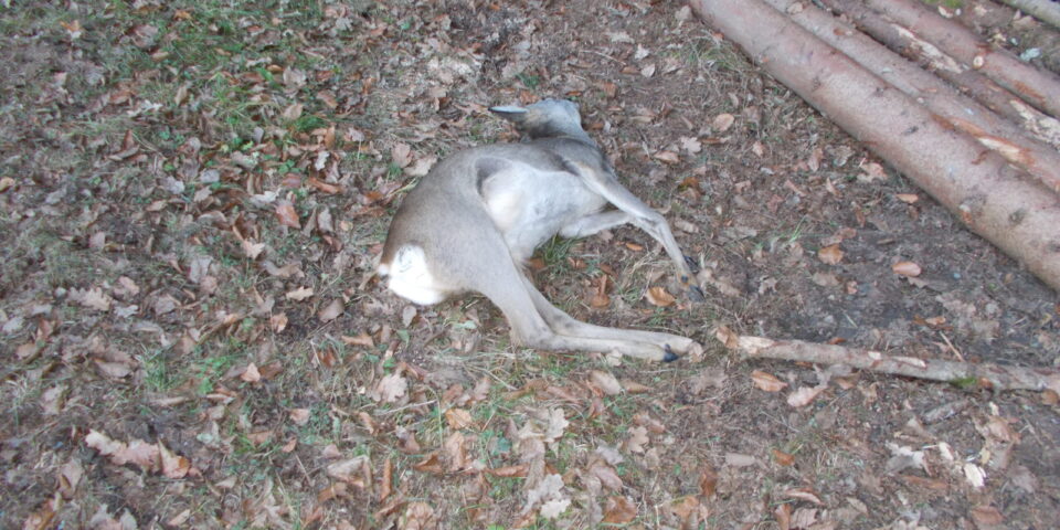 24.12.2024 Geiß Verkehr