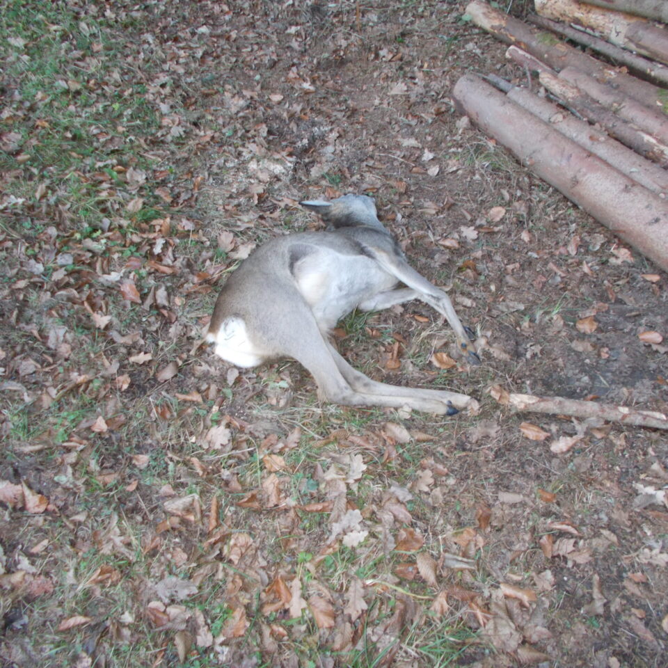 24.12.2024 Geiß Verkehr