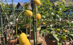 header-IMG_7230